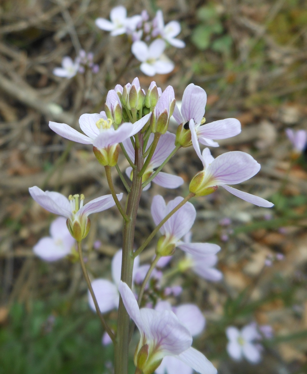 Cardamine apennina Lihov & Marhold